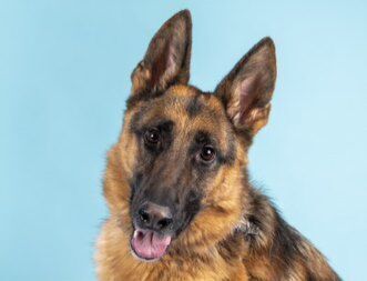 Pet of the week: Louie